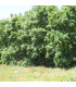 ROBINIA pseudoacacia / ACACIA COMMUN