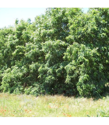 ROBINIA pseudoacacia / ACACIA COMMUN