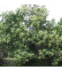 CASTANEA sativa origine forestière