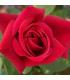 Rosier Grimpant Chrylser Imperial