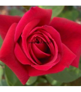 Rosier Grimpant Chrylser Imperial