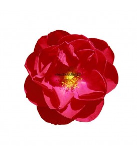 Rosier Décorosier Kadora®