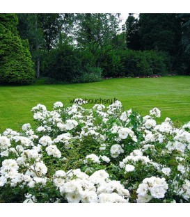 Rosier Décorosier Opalia®