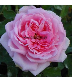 Vieille Rose Comte de Chambord