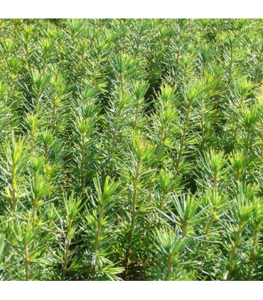 CEDRUS atlantica origine forestière