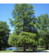 TAXODIUM distichum / CYPRES CHAUVE