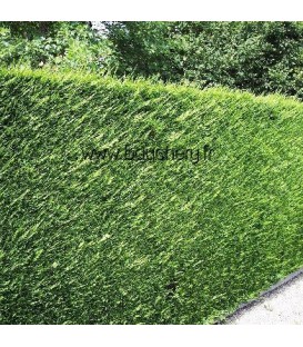 CUPRESSOCYPARIS leylandii Atro / CYPRES DE LEYLAND ATRO