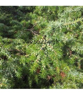 Juniperus Communis / Genevrier Commun