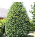 TAXUS baccata / IF COMMUM