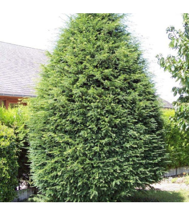 TAXUS baccata / IF COMMUM