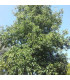 ALNUS cordata / AULNE A FEUILLES EN COEUR