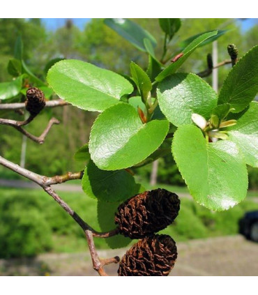 ALNUS cordata / AULNE A FEUILLES EN COEUR