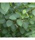 ALNUS cordata / AULNE A FEUILLES EN COEUR
