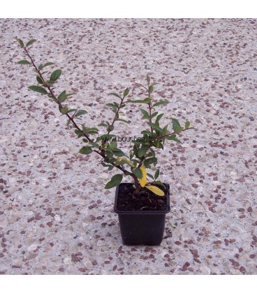 PYRACANTHA fruits orange / BUISSON ARDENT FRUITS ORANGE
