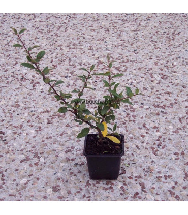 PYRACANTHA fruits orange / BUISSON ARDENT FRUITS ORANGE