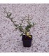 PYRACANTHA fruits orange / BUISSON ARDENT FRUITS ORANGE