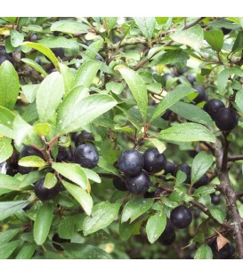 BANDE EPINEUSE EPINE NOIRE Kit de 25 mètres