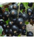 RIBES nigrum / CASSIS A FRUITS