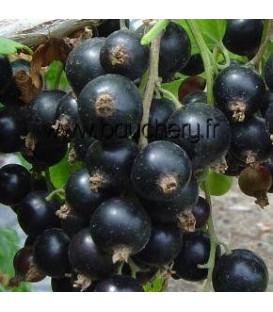 RIBES nigrum / CASSIS A FRUITS