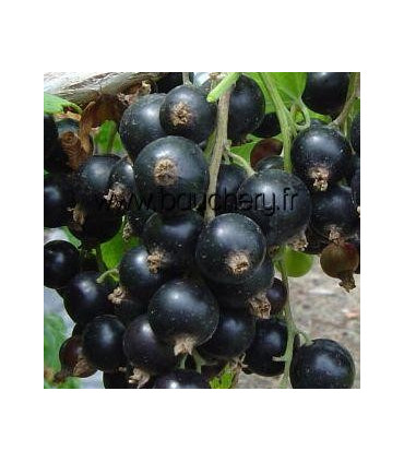 RIBES nigrum / CASSIS A FRUITS