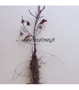 QUERCUS lanuginosa / CHENE PUBESCENT, BLANC