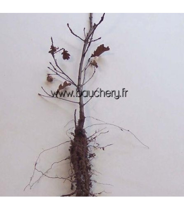 QUERCUS lanuginosa / CHENE PUBESCENT, BLANC