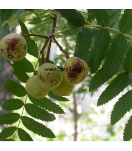 SORBUS domestica / CORMIER
