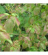 CORNUS sanguinea / CORNOUILLER SANGUIN