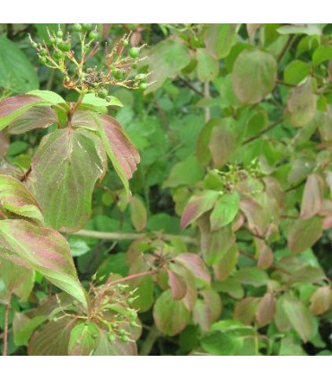 CORNUS sanguinea / CORNOUILLER SANGUIN