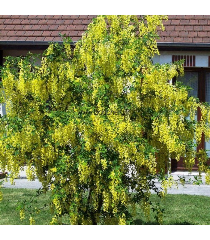 LABURNUM Anagyroides / CYTISE