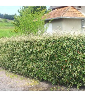 Haie Cotoneaster Franchetii  Kit 10 M