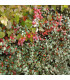 HAIE COTONEASTER FRANCHETII  Kit de 10 mètres