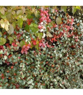 HAIE COTONEASTER FRANCHETII  Kit de 10 mètres