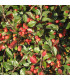 HAIE COTONEASTER FRANCHETII  Kit de 10 mètres