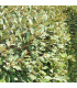 HAIE ELAEAGNUS EBBINGEI  Kit de 25 mètres
