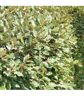 HAIE ELAEAGNUS EBBINGEI  Kit de 25 mètres