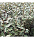HAIE ELAEAGNUS EBBINGEI  Kit de 25 mètres