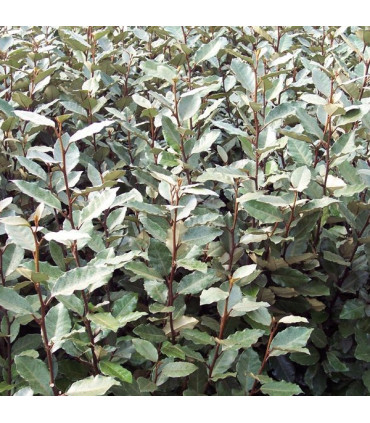 HAIE ELAEAGNUS EBBINGEI  Kit de 25 mètres