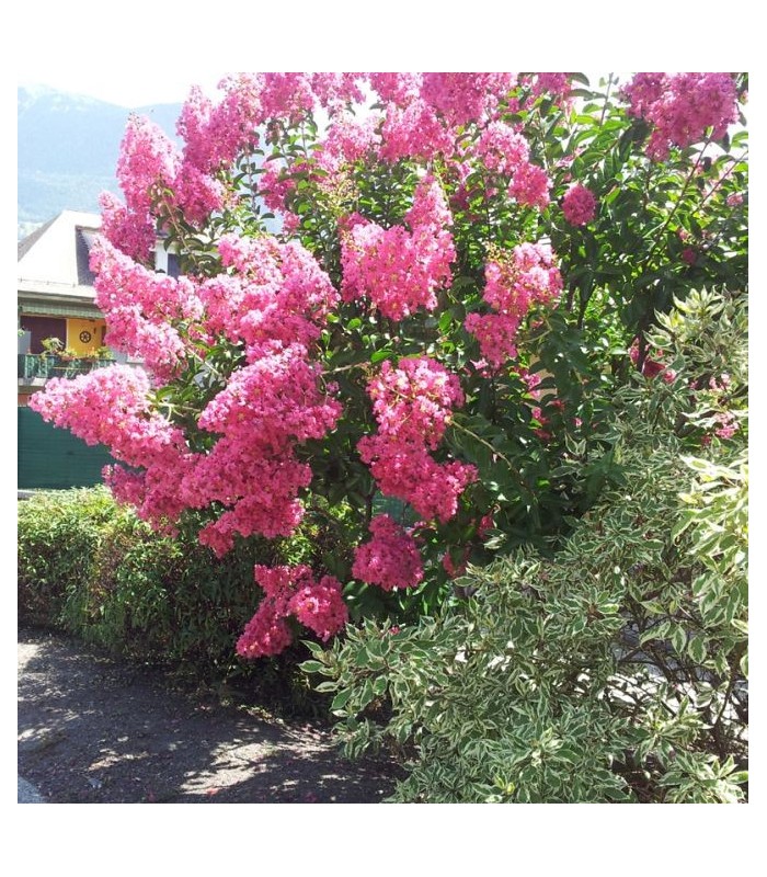 HAIE FLEURIE HAUTE Kit de 25 mètres