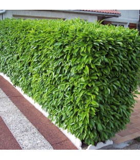 HAIE LAURIER DU CAUCASE  Kit de 10 mètres