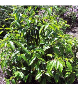 HAIE LAURIER DU PORTUGAL  Kit de 10 mètres