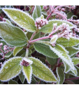 HAIE LAURIER TIN  Kit de 10 mètres