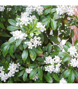 HAIE ORANGER DU MEXIQUE  Kit de 10 mètres