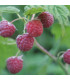 HAIE PETITS FRUITS  Kit de 10 mètres