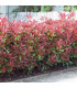 HAIE PHOTINIA  Kit de 10 mètres
