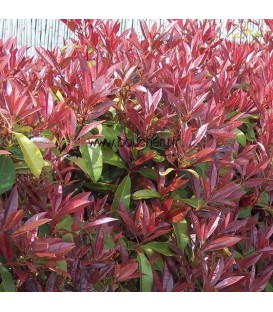 HAIE PHOTINIA  Kit de 10 mètres