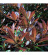 HAIE PHOTINIA  Kit de 10 mètres