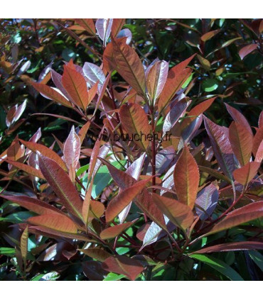 HAIE PHOTINIA  Kit de 10 mètres