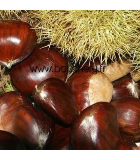 Chataignier Greffe Marron de Lyon
