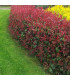 HAIE PHOTINIA  Kit de 10 mètres